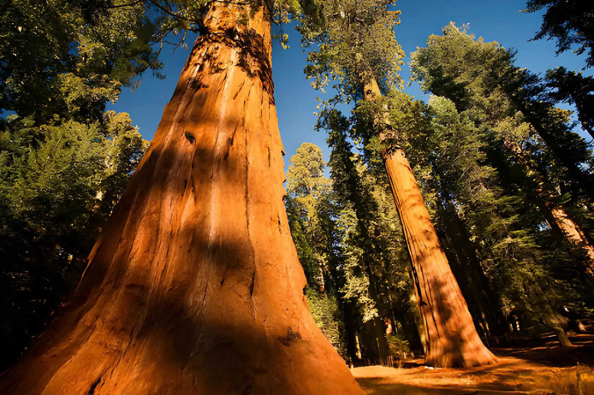 California National Parks: Yosemite, Sequoia & Death Valley