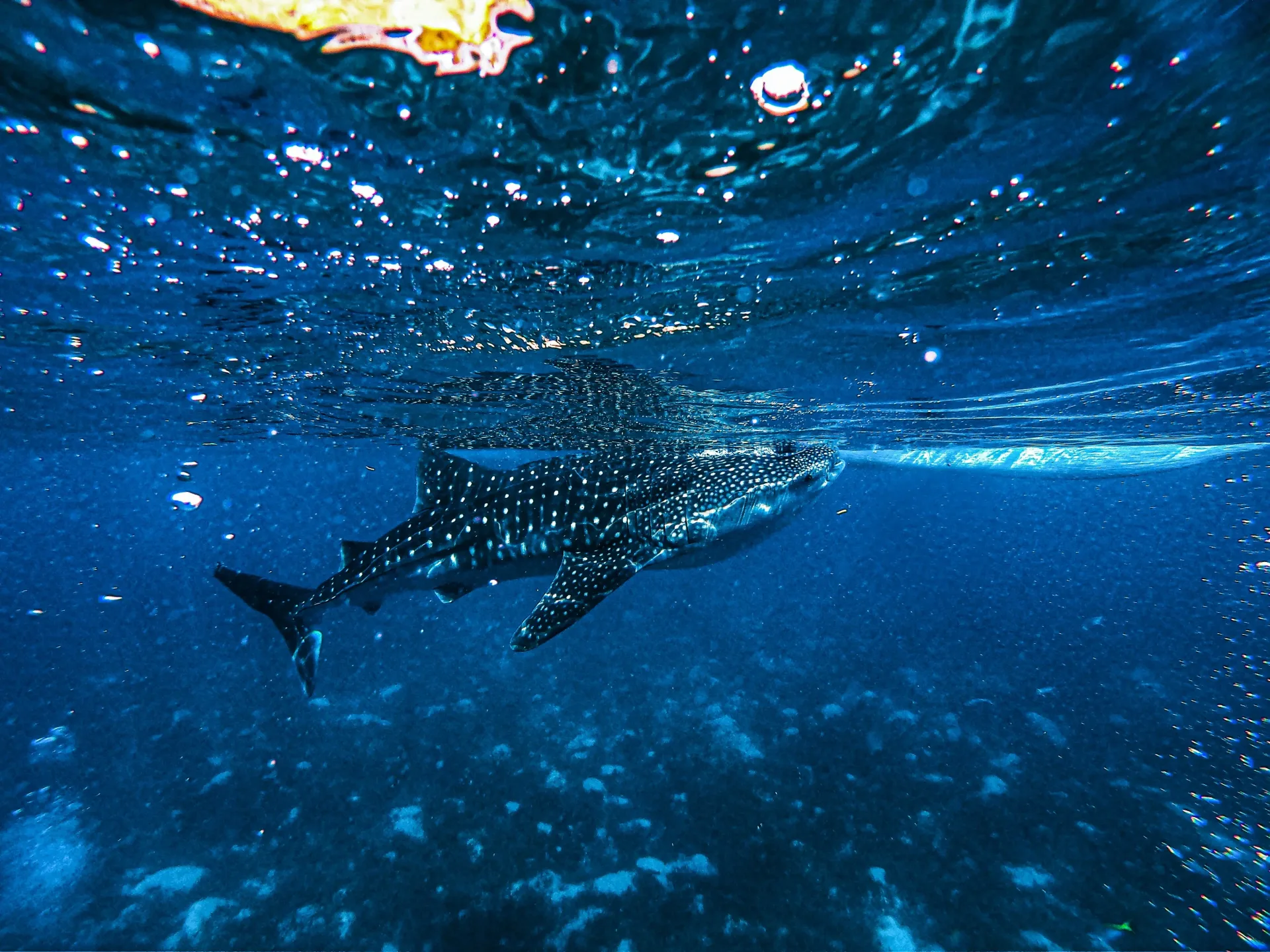 Classic Philippines: Manila, Cebu & Bohol