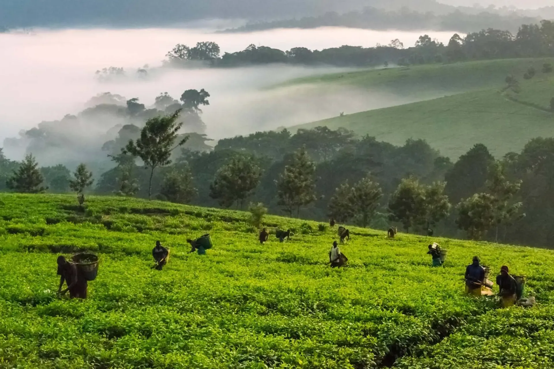 Gorillas & Chimps: Uganda Primate Safari