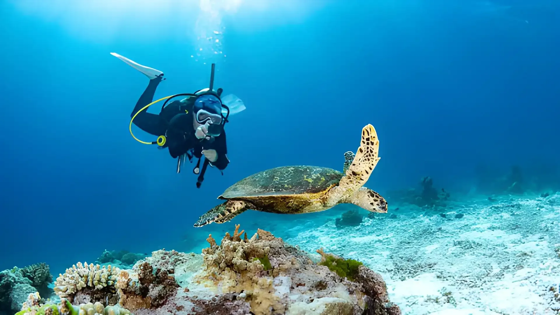 Seychelles Diving & Snorkelling: Granite Reefs & Marine Life