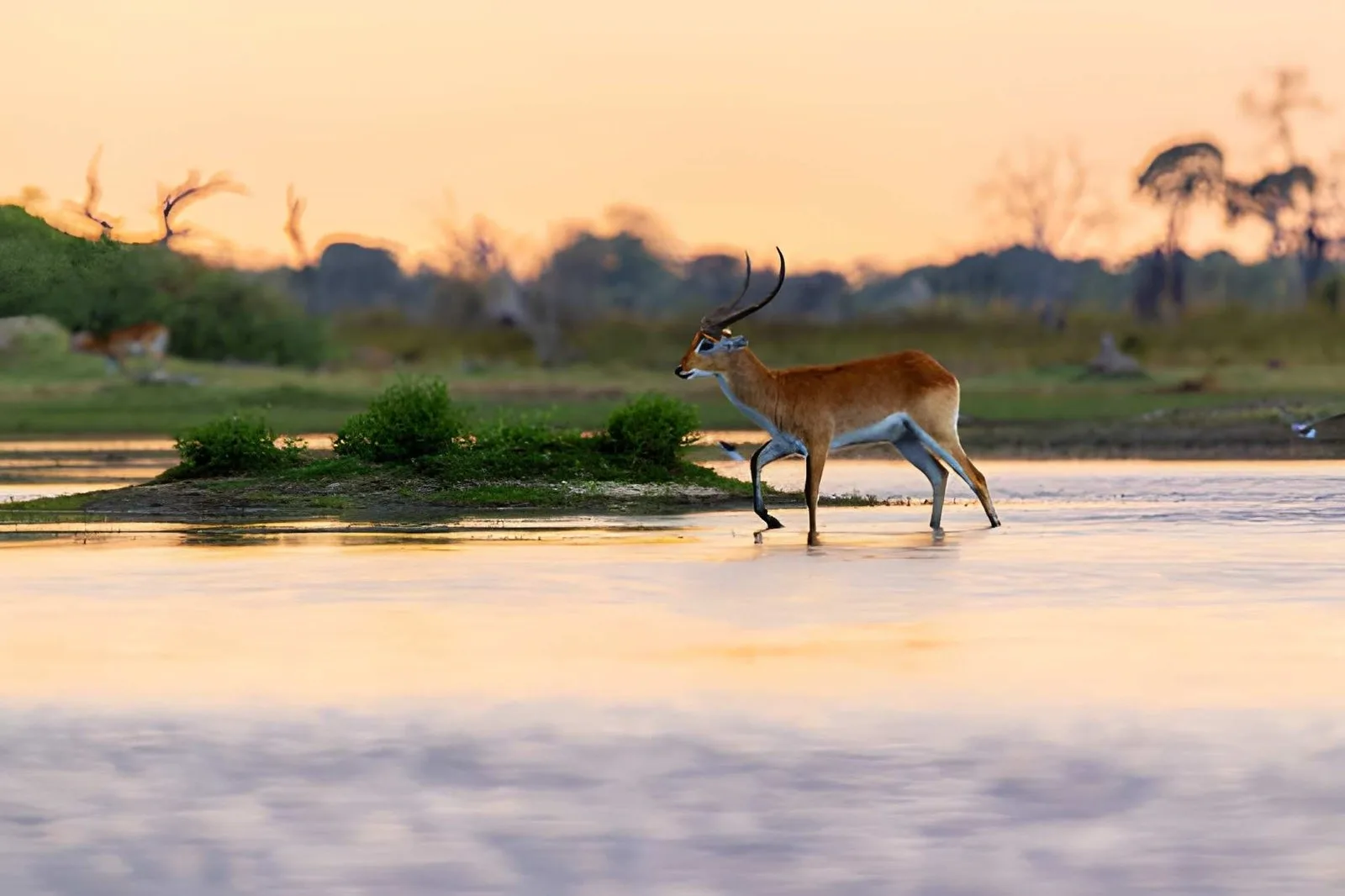 Okavango Delta Water Safari: Mokoro, Channels & Islands