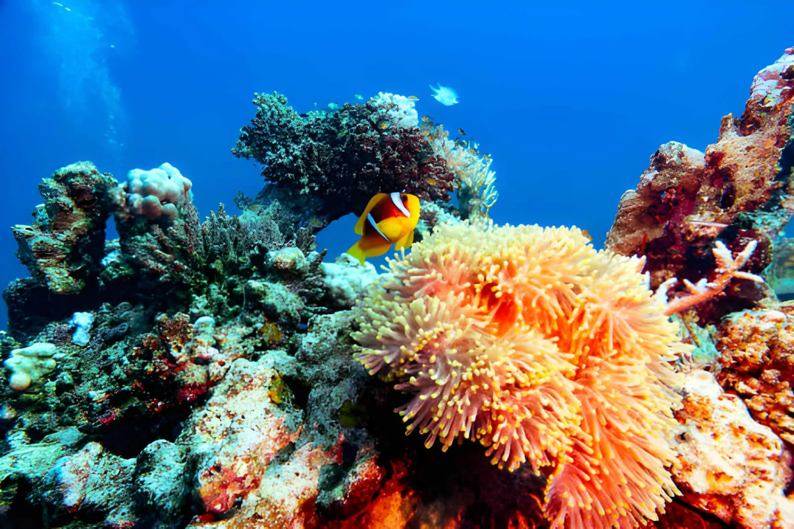 Saudi Honeymoon: AlUla Desert Romance & the Red Sea