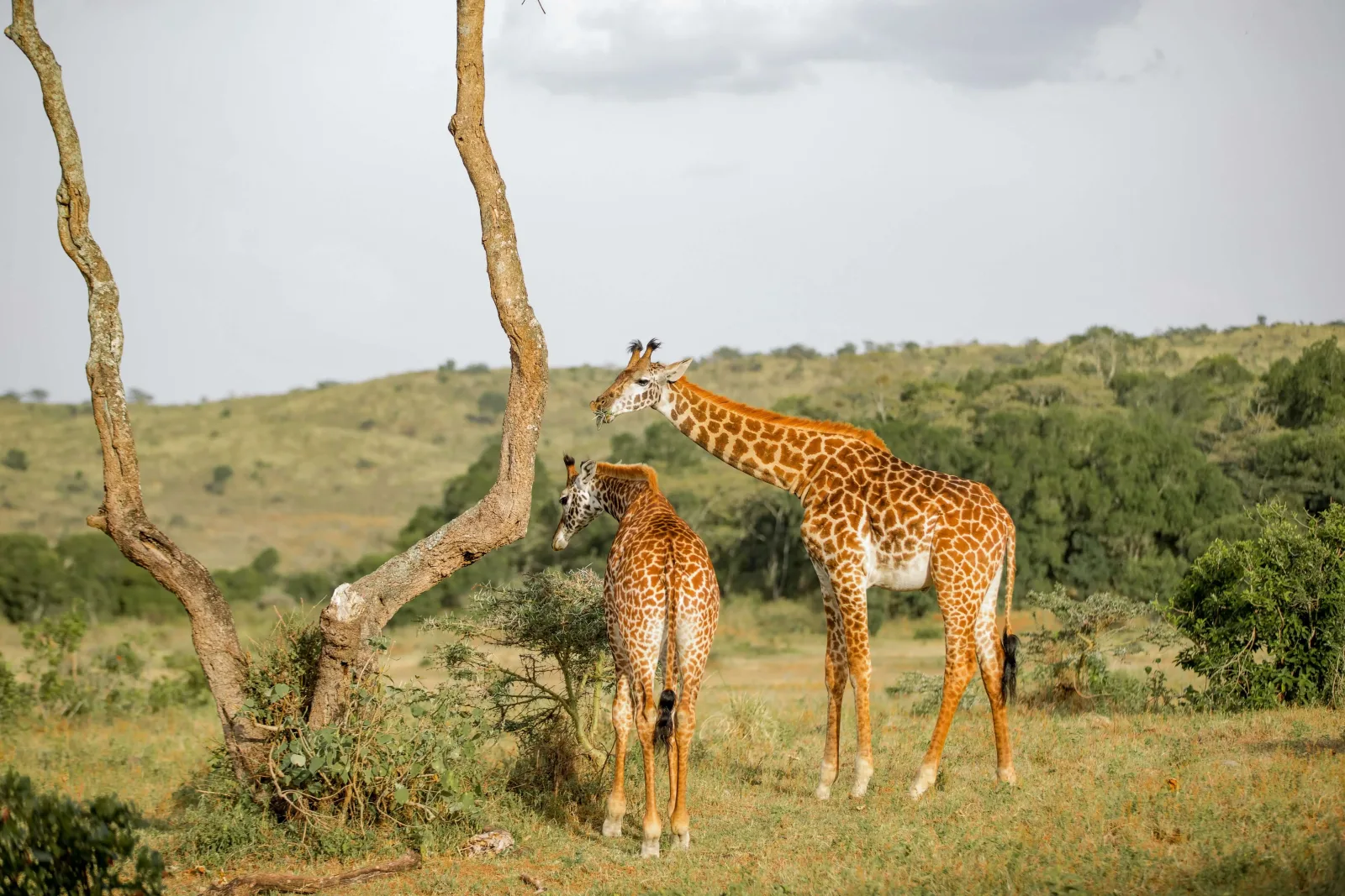 Kilimanjaro Trek: The Machame Route to Uhuru Peak