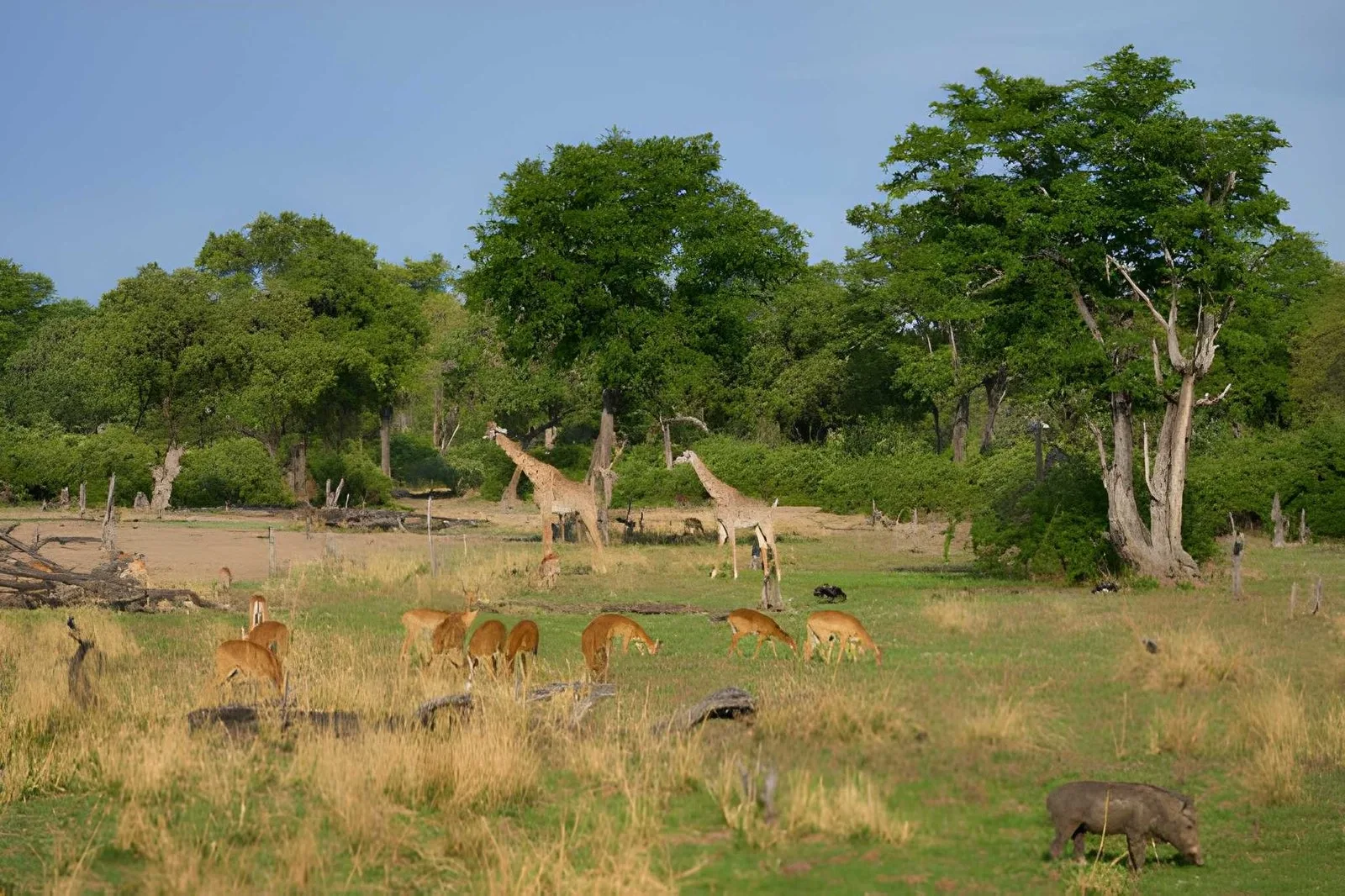 Botswana Family Safari: Delta, Khwai & Chobe Adventures