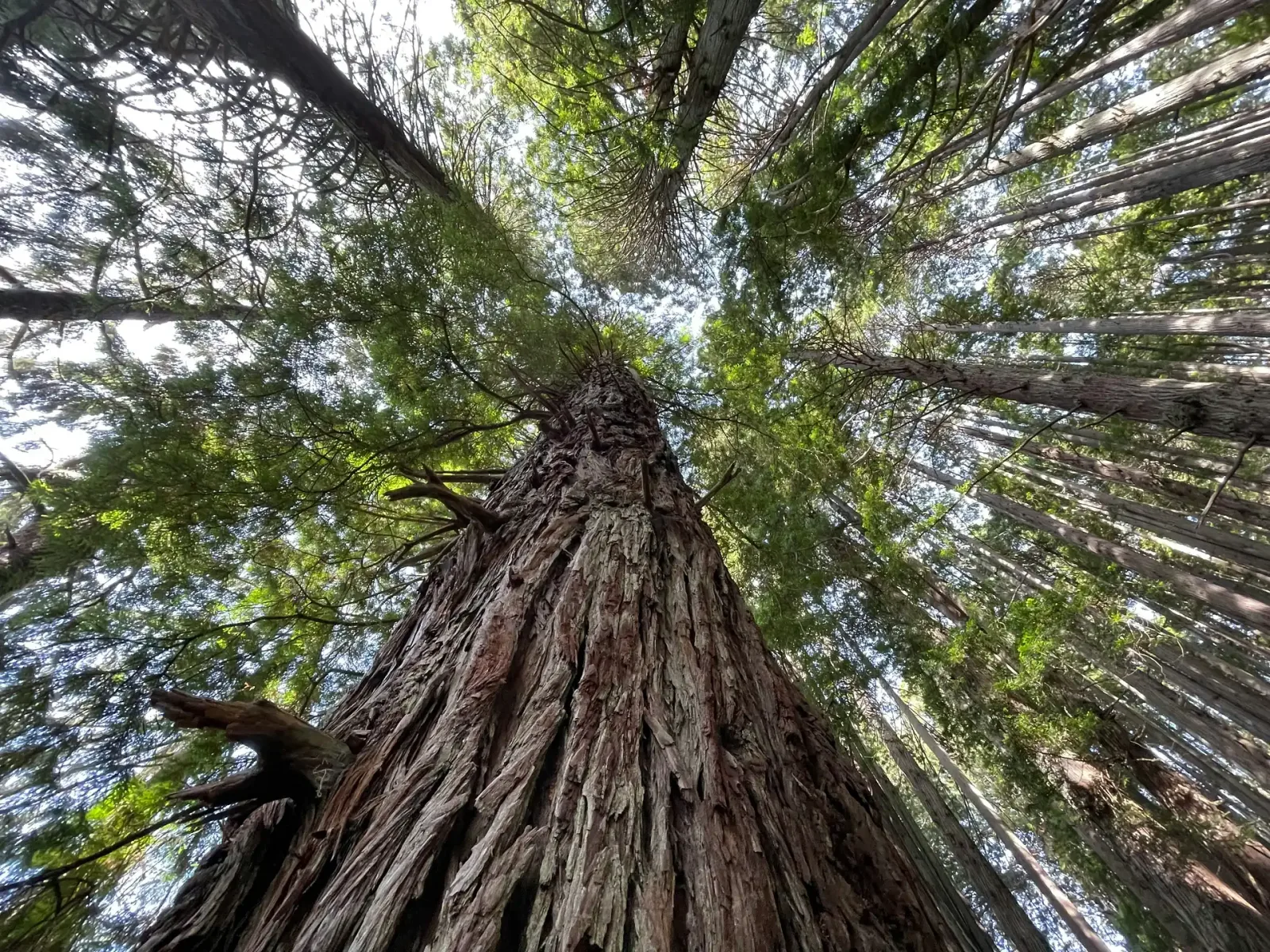 California National Parks: Yosemite, Sequoia & Death Valley