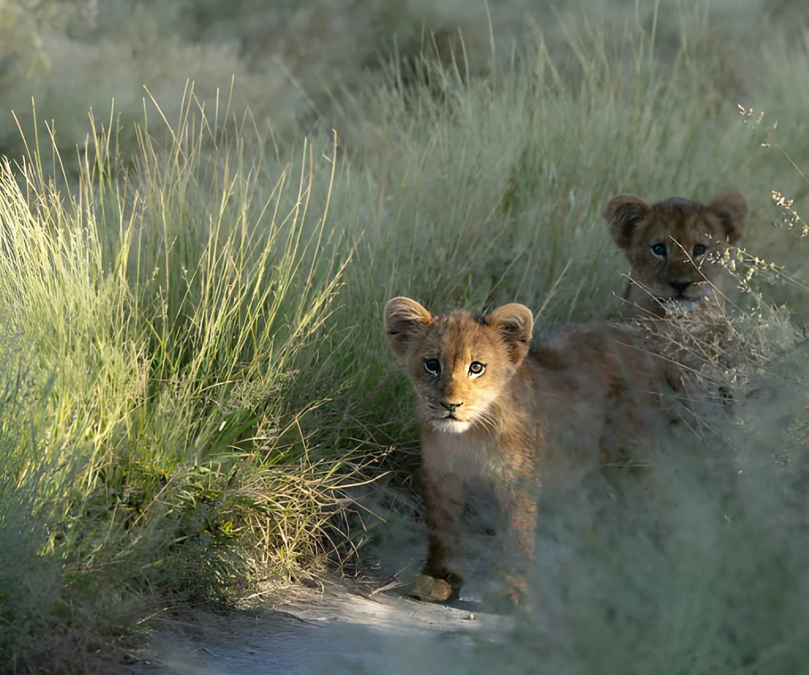 Ultimate Botswana: Luxury Fly-in Safari Flagship