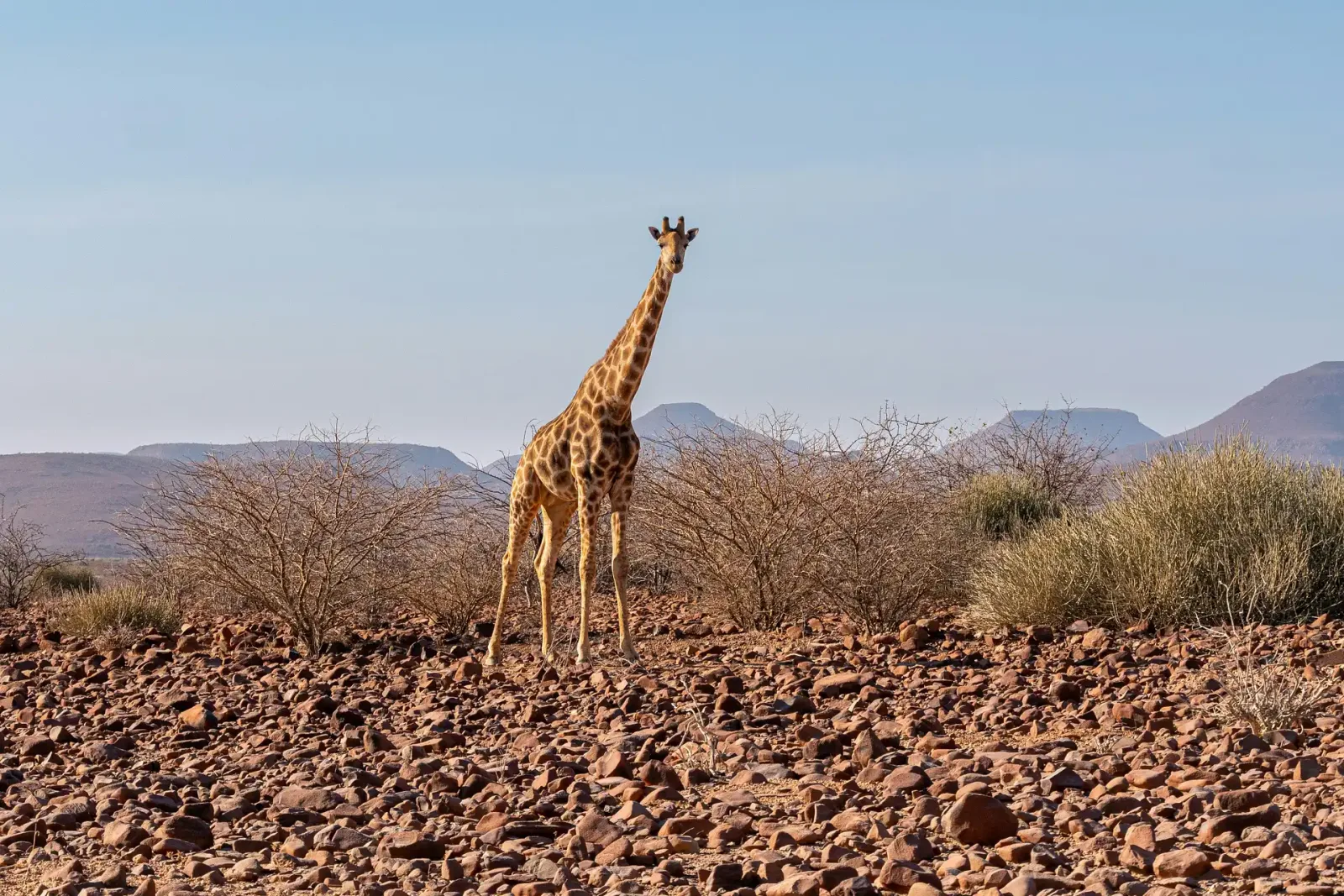 Namibia Honeymoon Fly-In: Dunes, Desert & Wilderness in Style