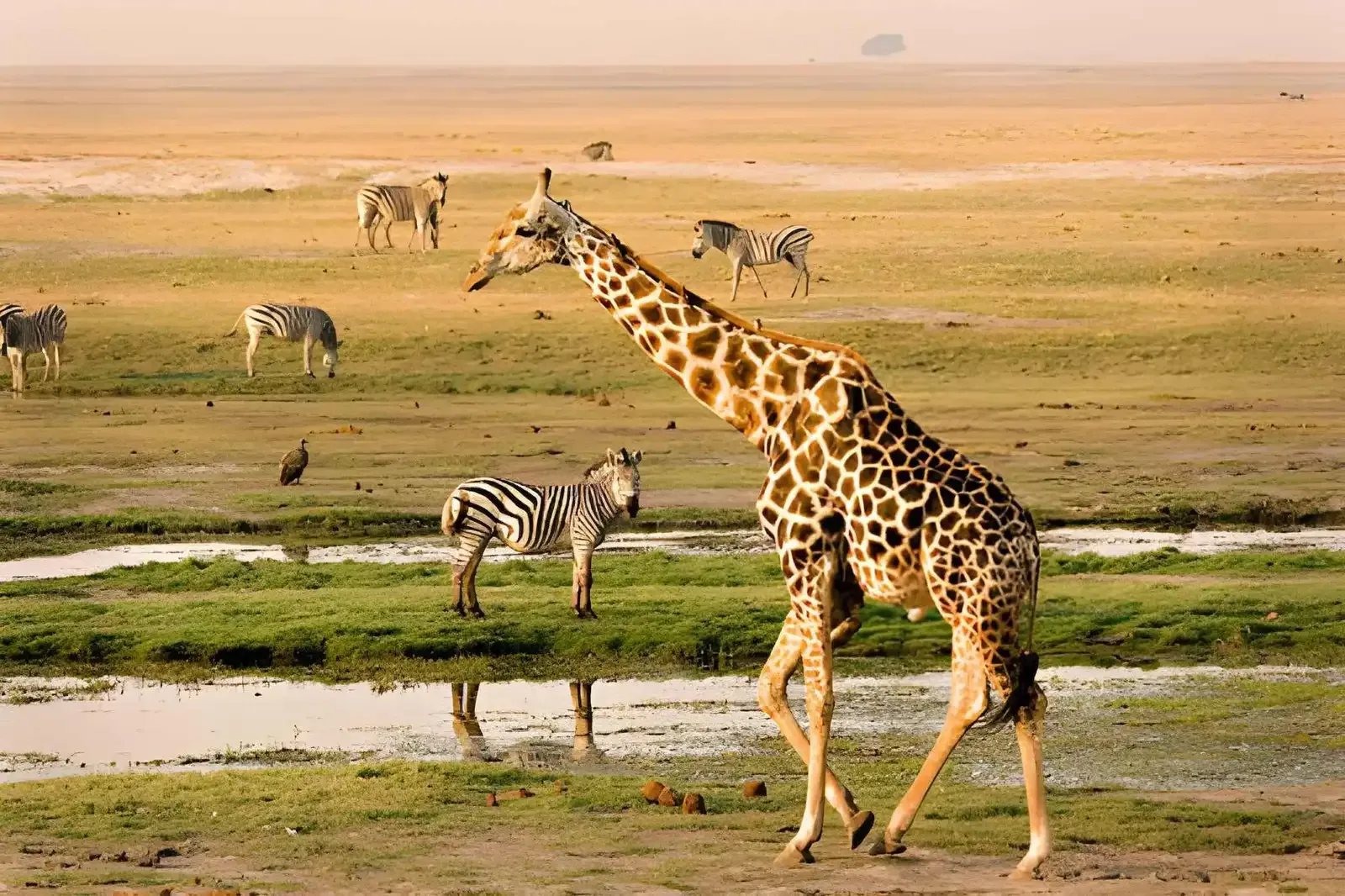 Chobe, the Delta & Victoria Falls: Elephants and Water