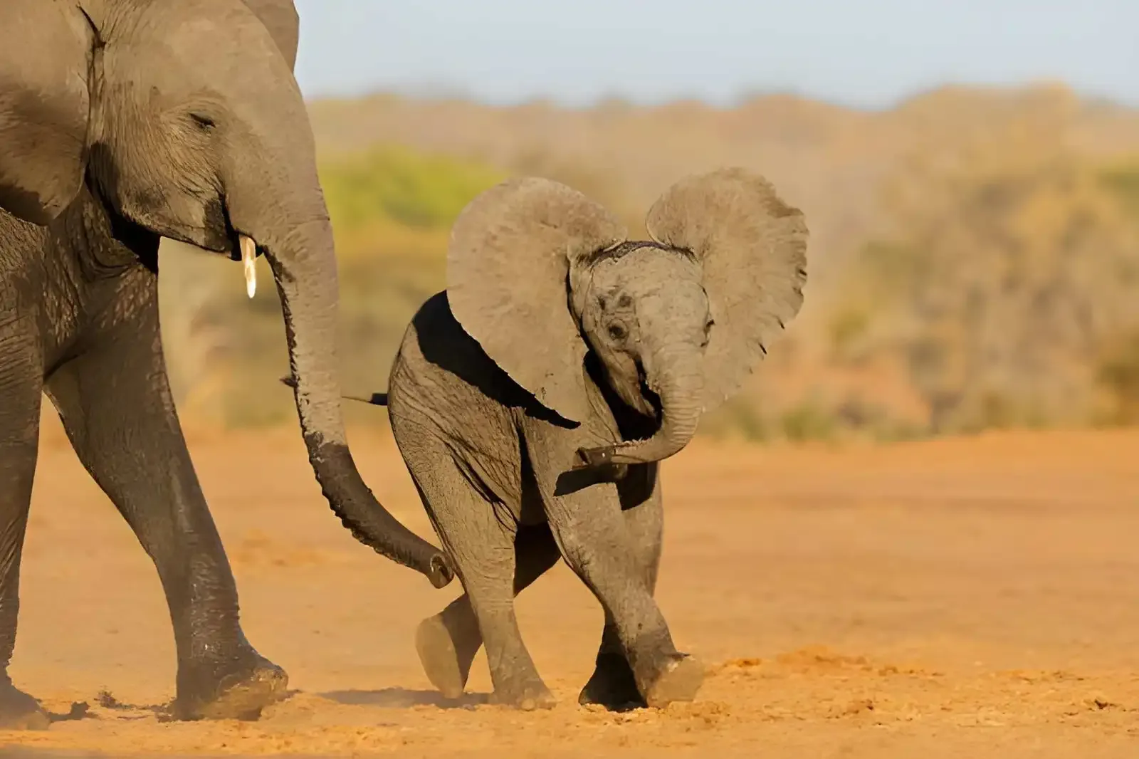 Highlights of Botswana: Okavango Delta, Moremi & Chobe
