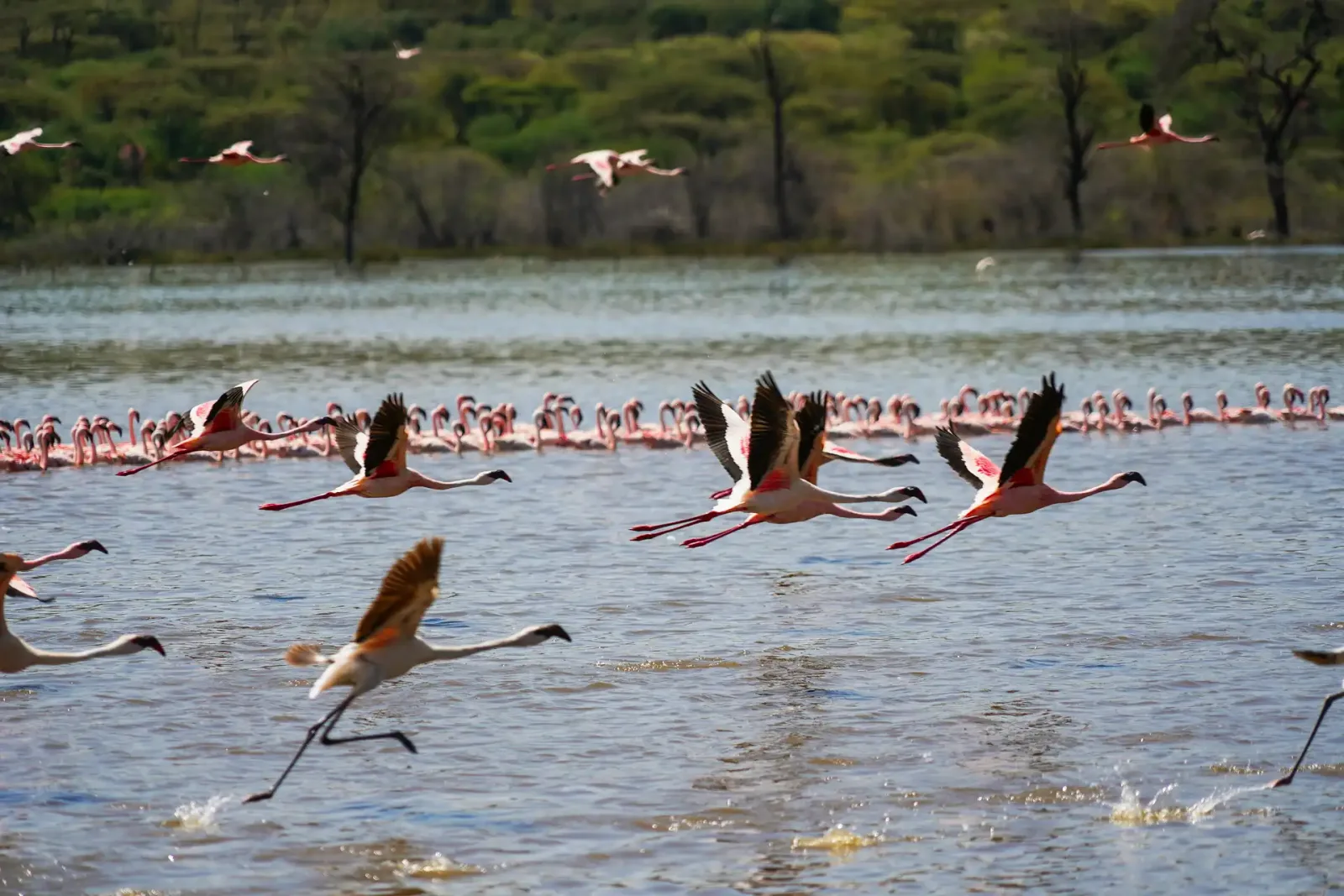 Northern Kenya: Samburu, Laikipia & the Rift Valley Lakes