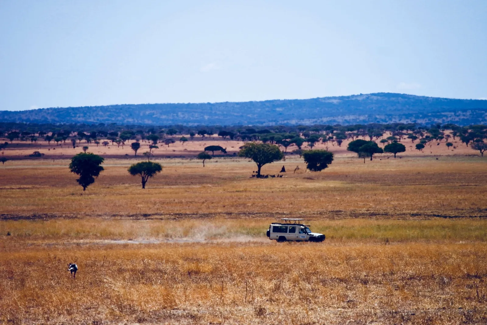 Tanzania Safari & Zanzibar Beach: Plains to White Sands