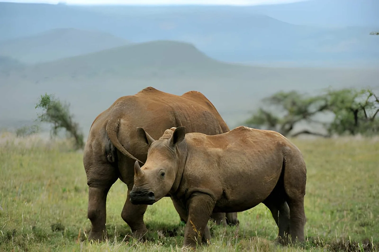 Luxury Kenya: A Fly-in Safari & Swahili Coast Odyssey
