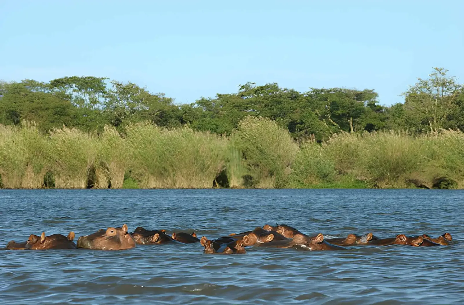 Liwonde & Majete Safari: Malawi's Conservation Comeback