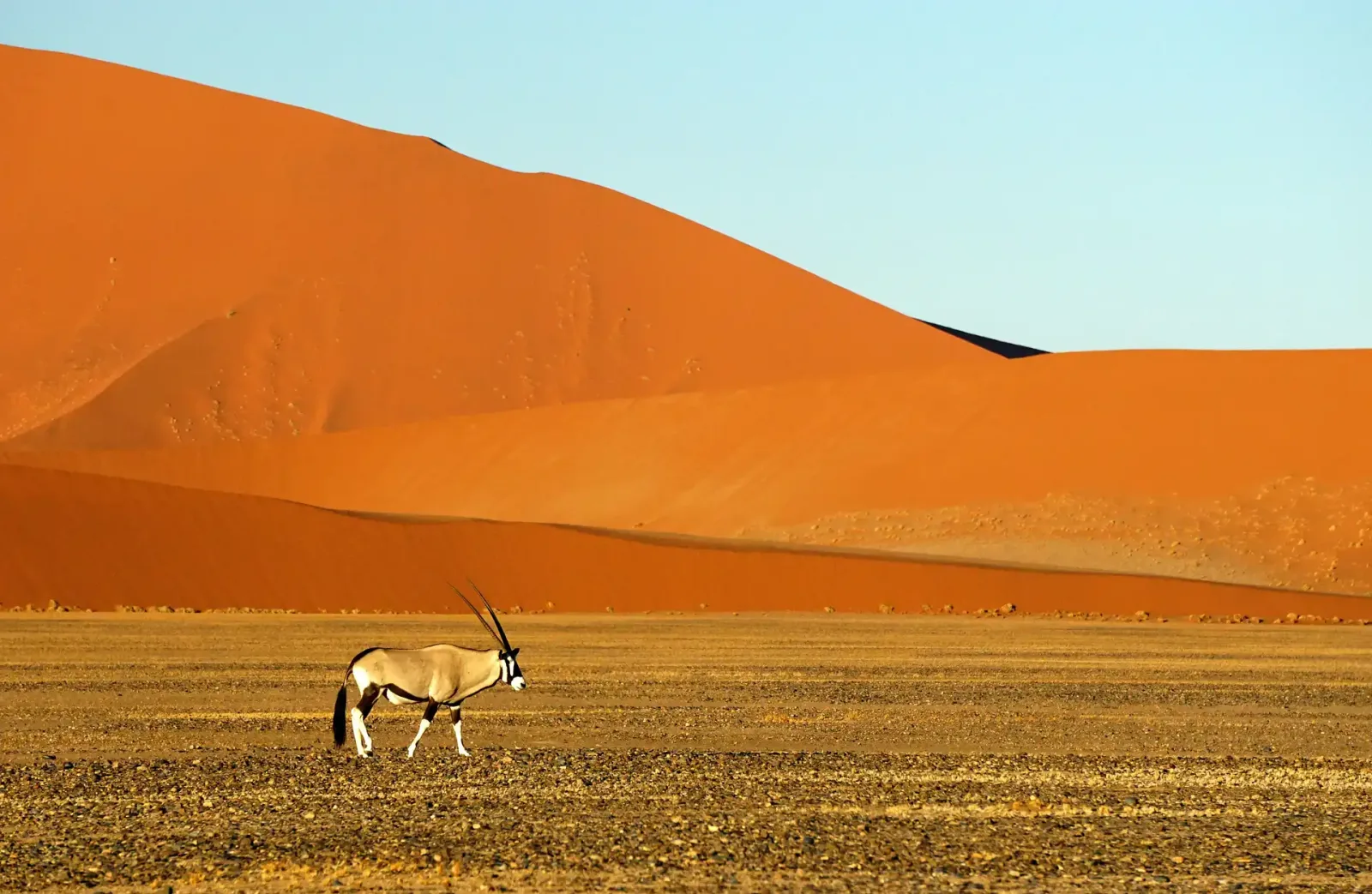 Namibia Luxury Fly-In Flagship: Dunes, Coast & Wilderness