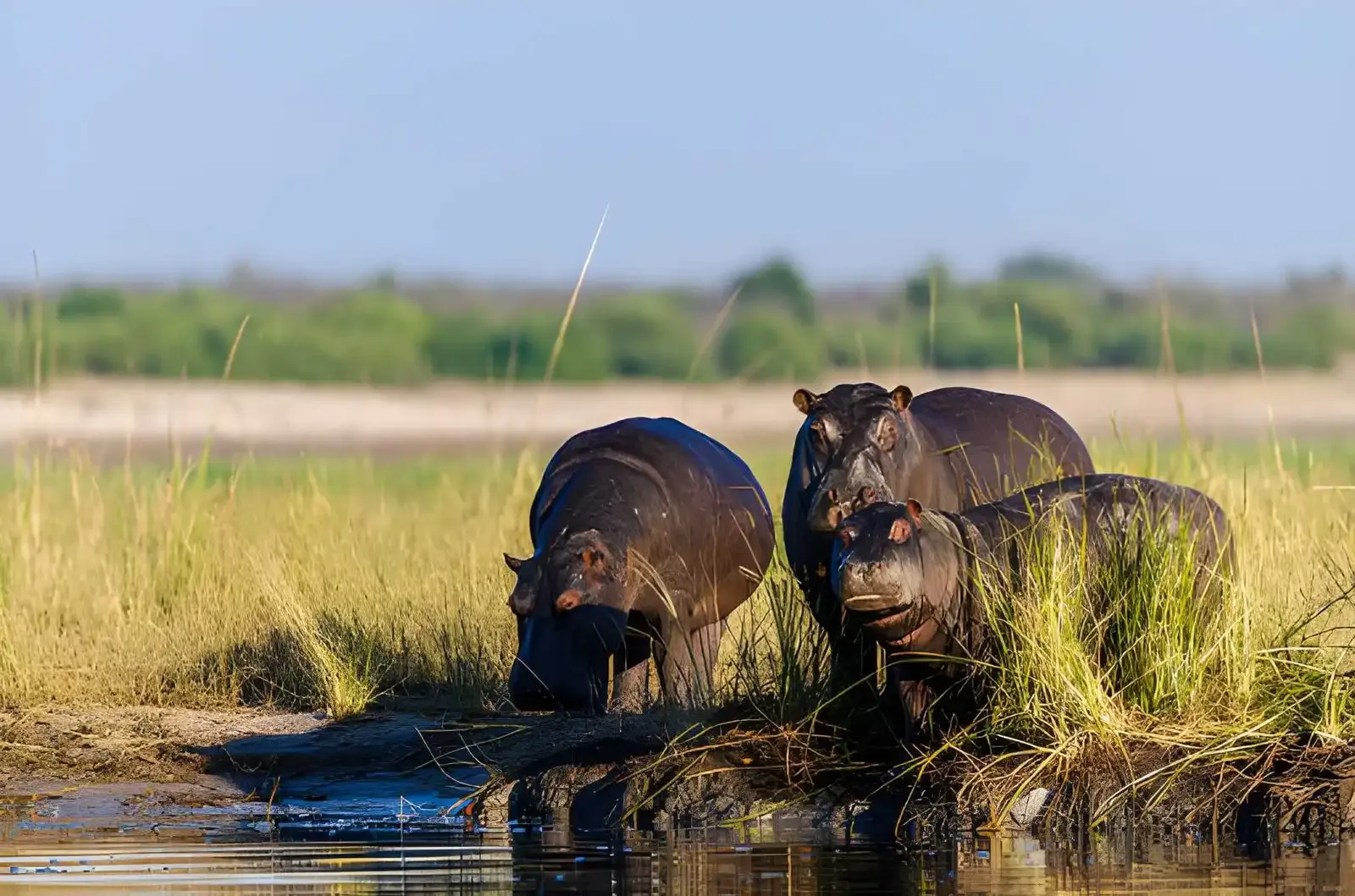 Chobe River Safari: Houseboat Cruise & Elephant Country