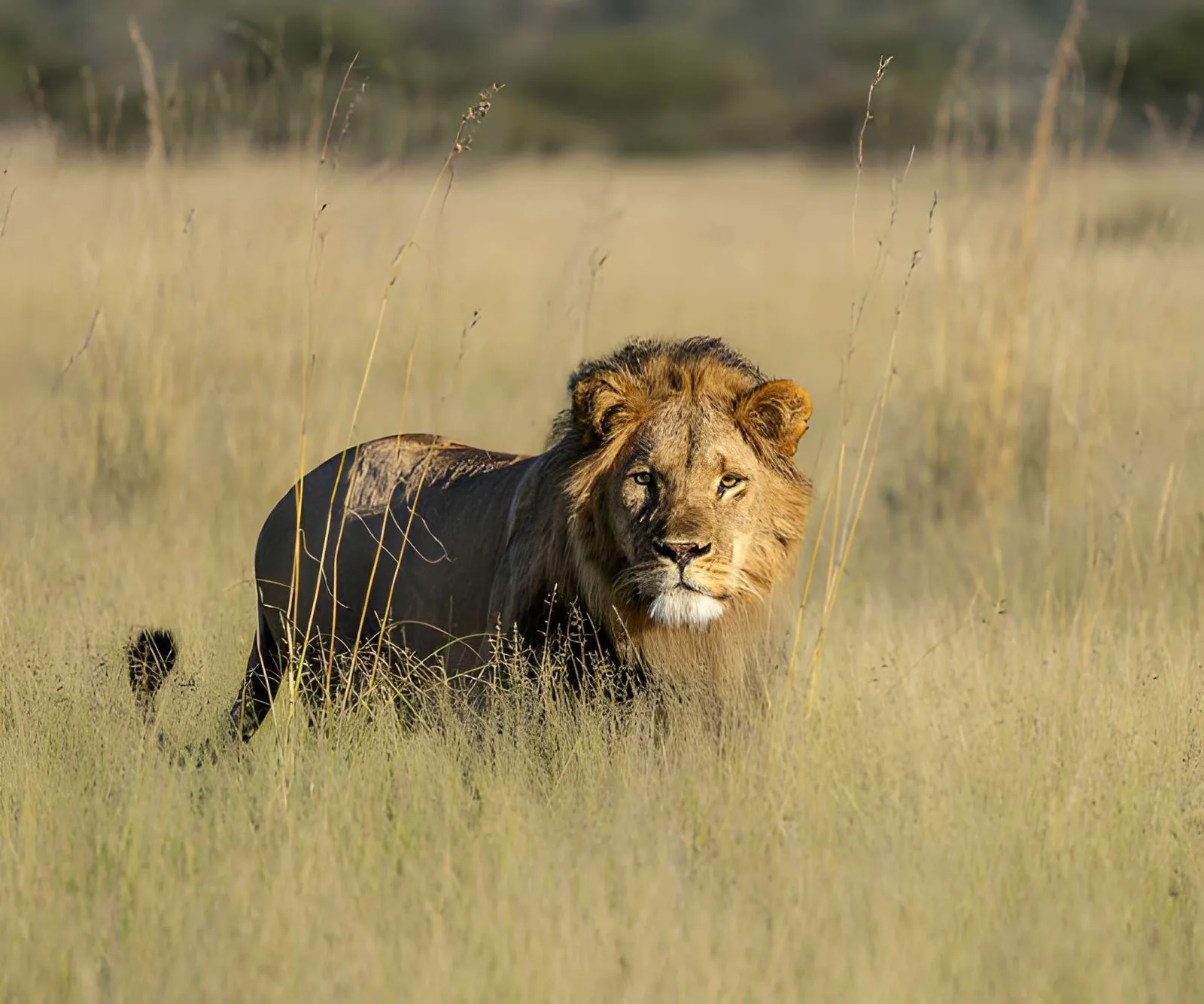 Kalahari & Salt Pans: Meerkats, Baobabs & Desert Lions