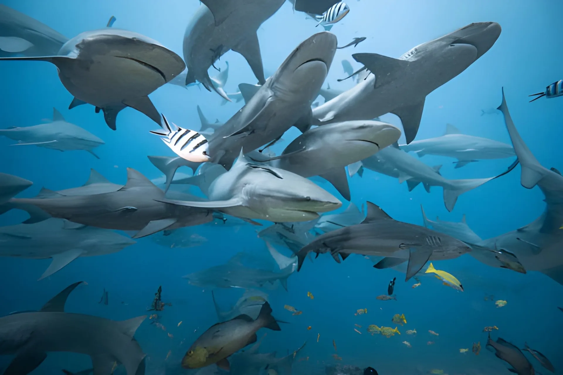 Fiji Diving: Beqa Lagoon & Taveuni's Rainbow Reef