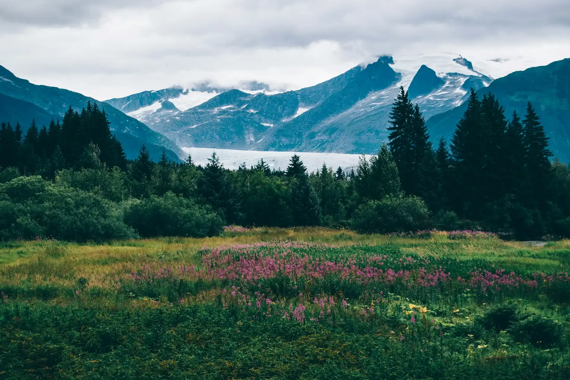 Alaska Bears & Wildlife Safari
