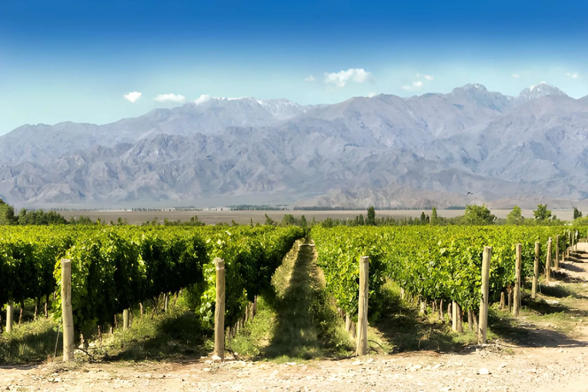 Argentina Wine: Mendoza & Buenos Aires