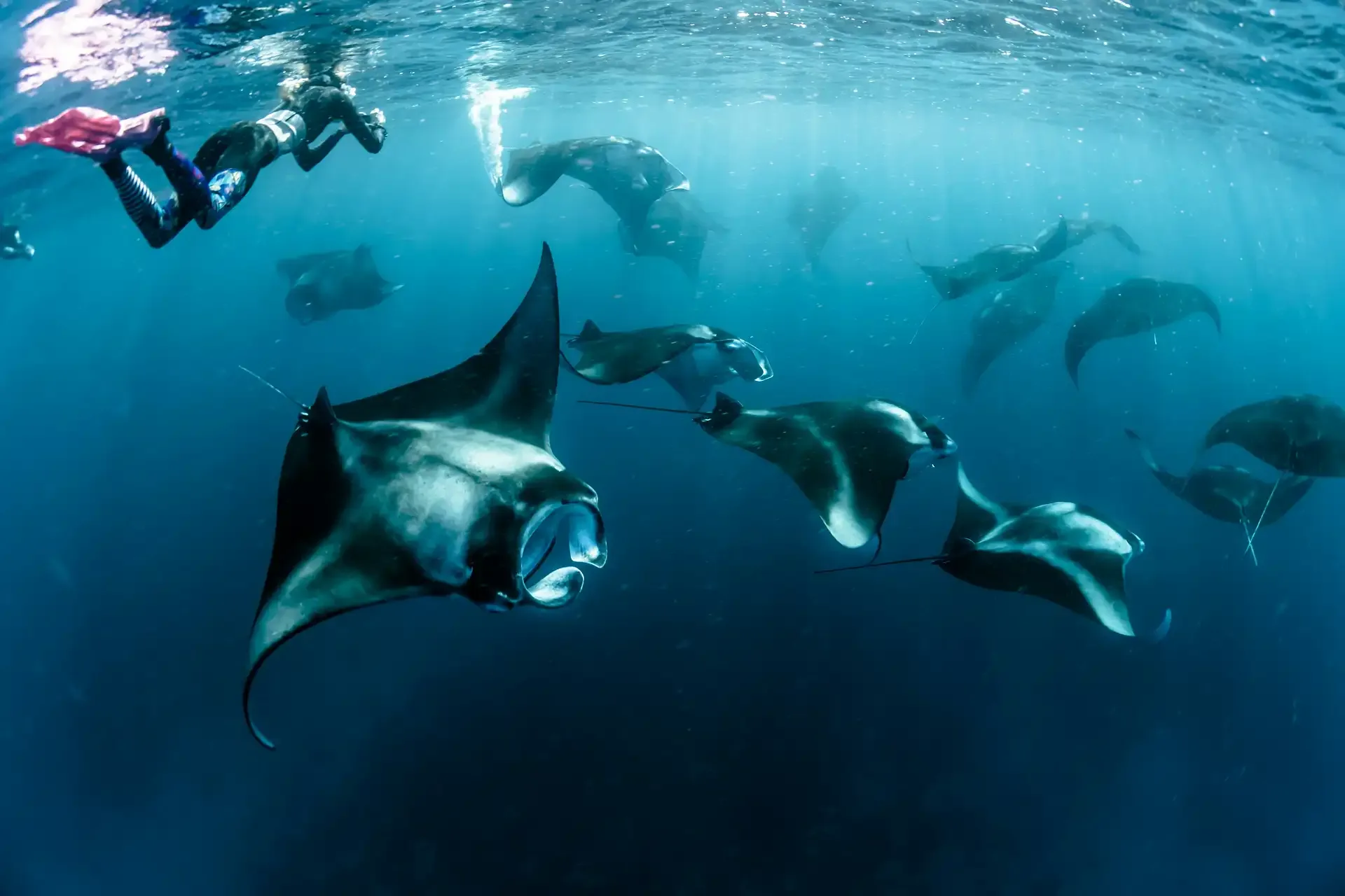 Maldives Manta & Whale Shark Safari