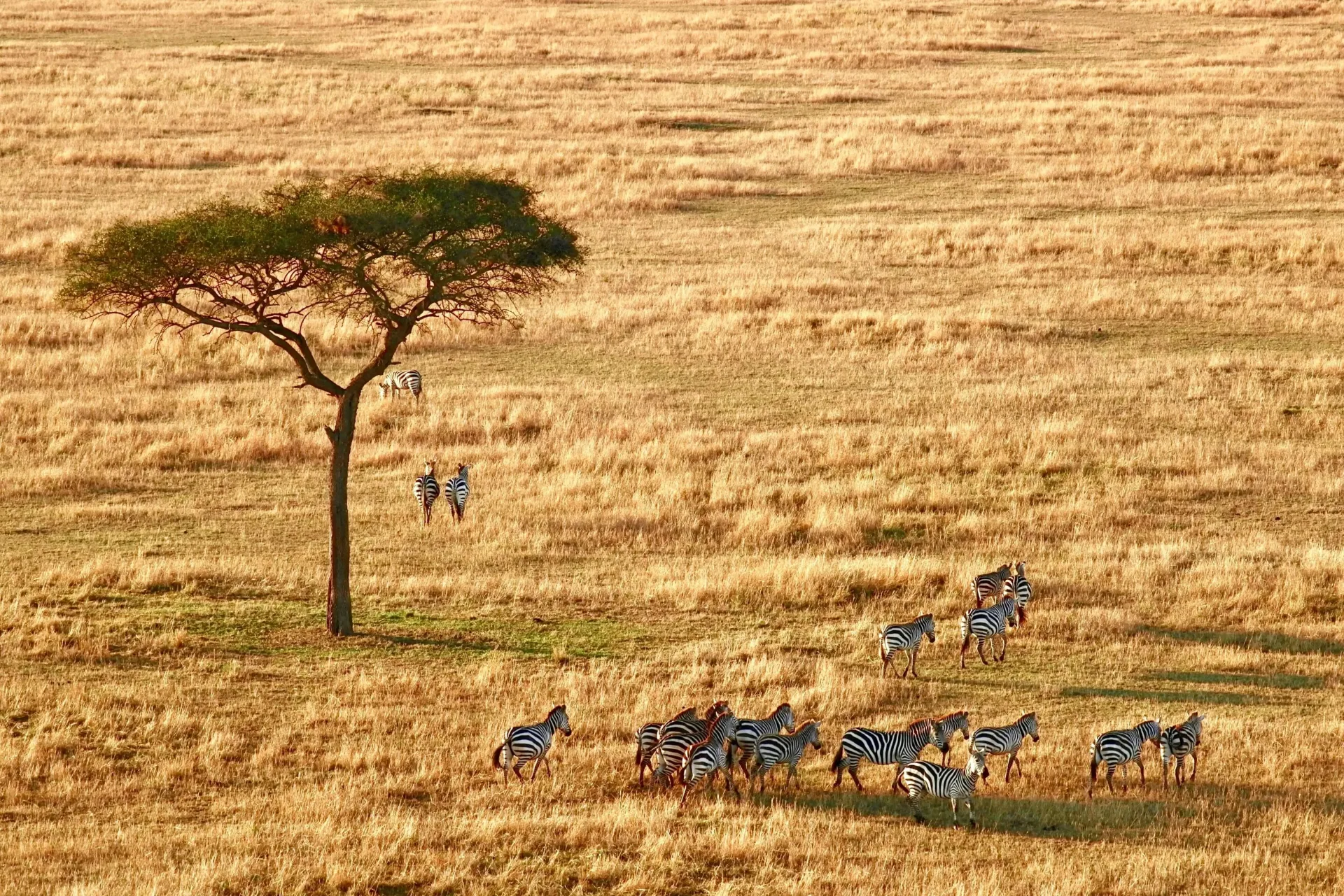 Luxury Tanzania: Fly-in Safari of the Northern Circuit