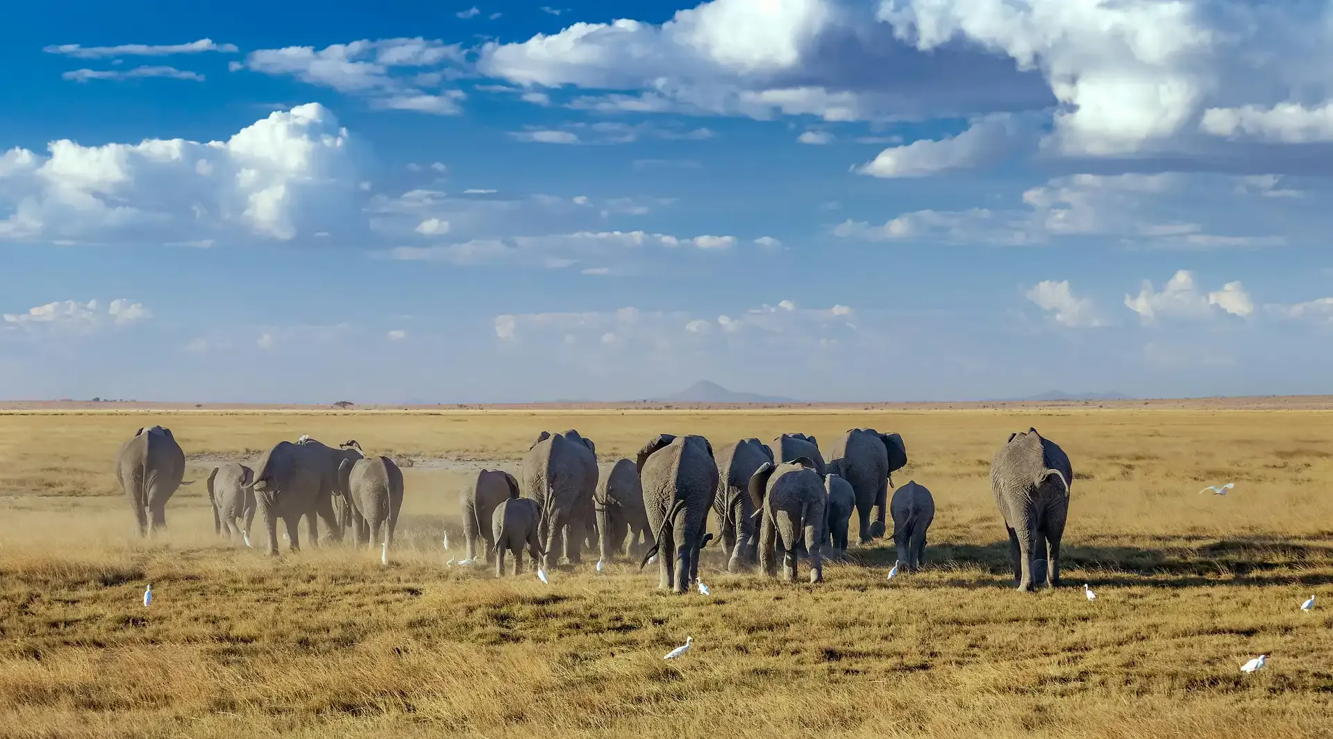Highlights of Kenya: Amboseli, Nakuru & the Masai Mara