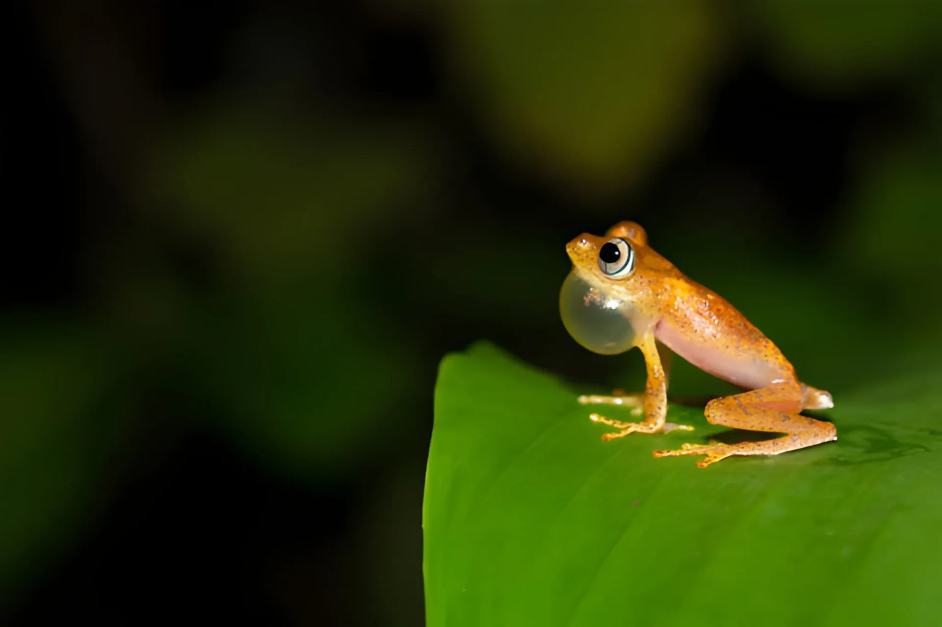 Lemurs & the Sea: Rainforests & Nosy Be